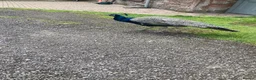 Peafowl poultry for sale: 1 year old peacock for sale in Blairgowrie - Advert 2