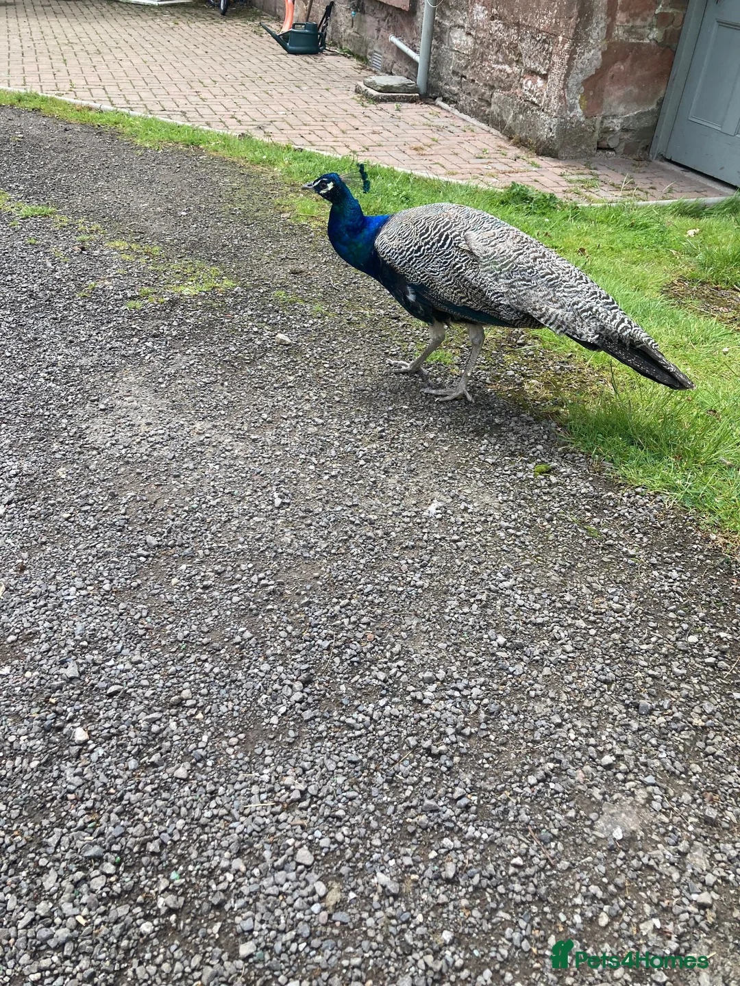 Peafowl poultry for sale: 1 year old peacock for sale in Blairgowrie - Advert 2