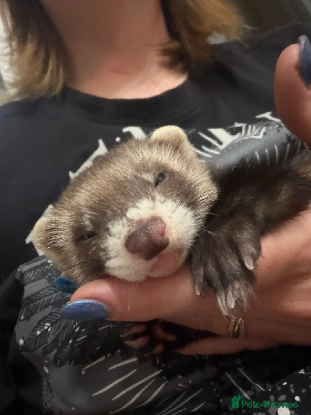 Ferret rodents for sale: Male ferrets  in Rotherham - Advert 10