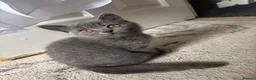 British Shorthair cats for sale: 🐾 2 beautiful British blue shorthair girls🐾 - Advert 5