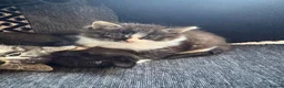 Mixed Breed cats for sale: Last male kitten available out of litter of 4  - Advert 2