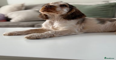 Cocker Spaniel dogs - Advert 4