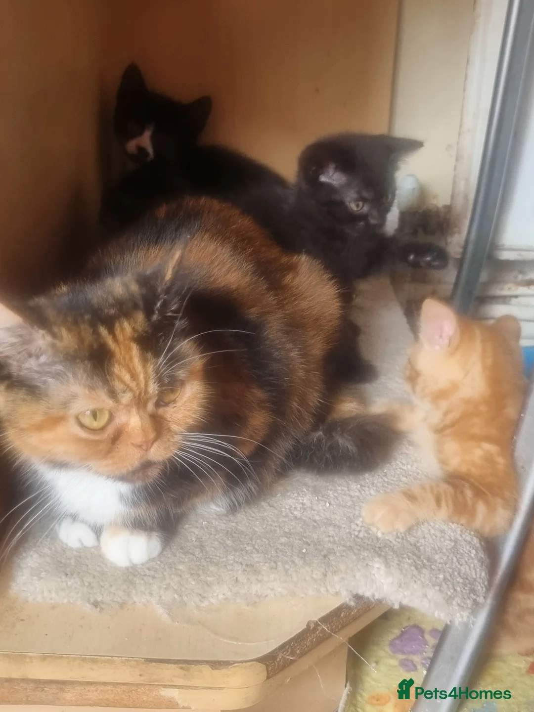Mixed Breed cats for sale: Lovely Kittens Looking for Their Forever Homes 🐾 - Advert 8