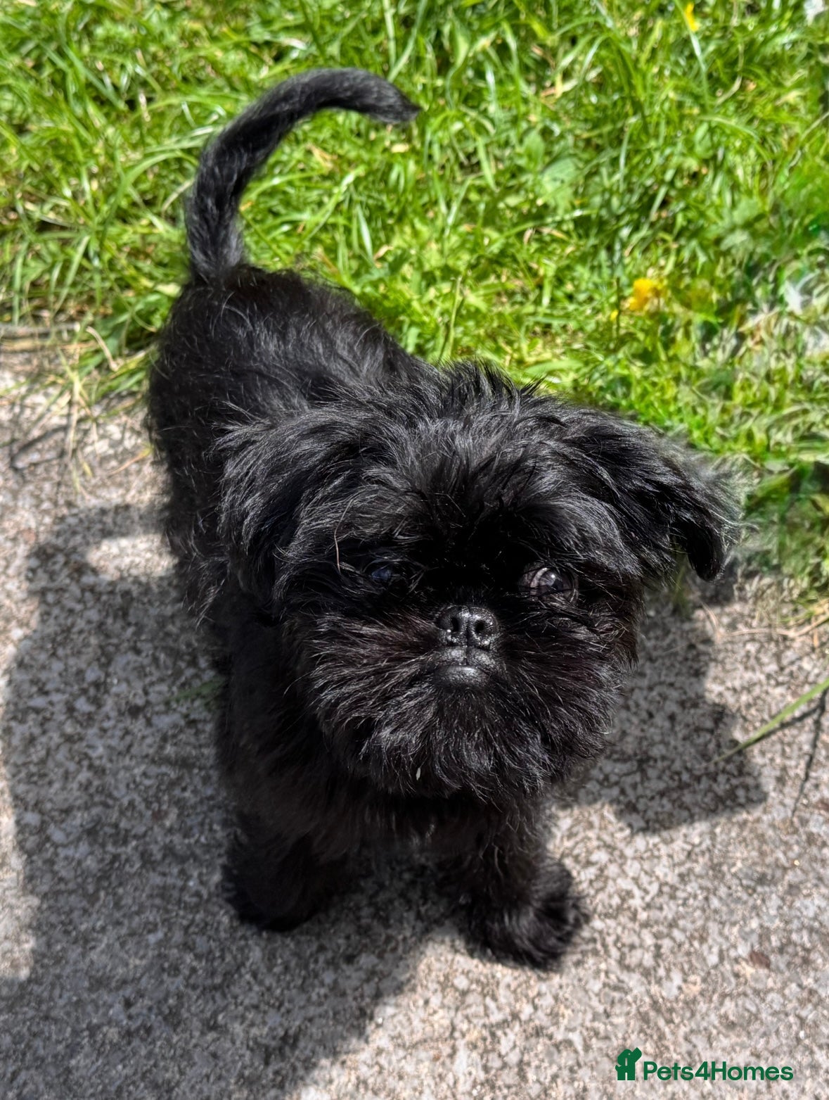 Griffon Bruxellois dogs 🐾 Expected litter 🐾 - Advert 3