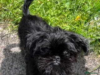 Griffon Bruxellois dogs 🐾 Expected litter 🐾 - Advert 1