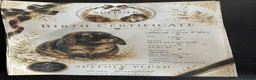 Mini Lop rabbits for sale: Mini plush lop - Advert 11