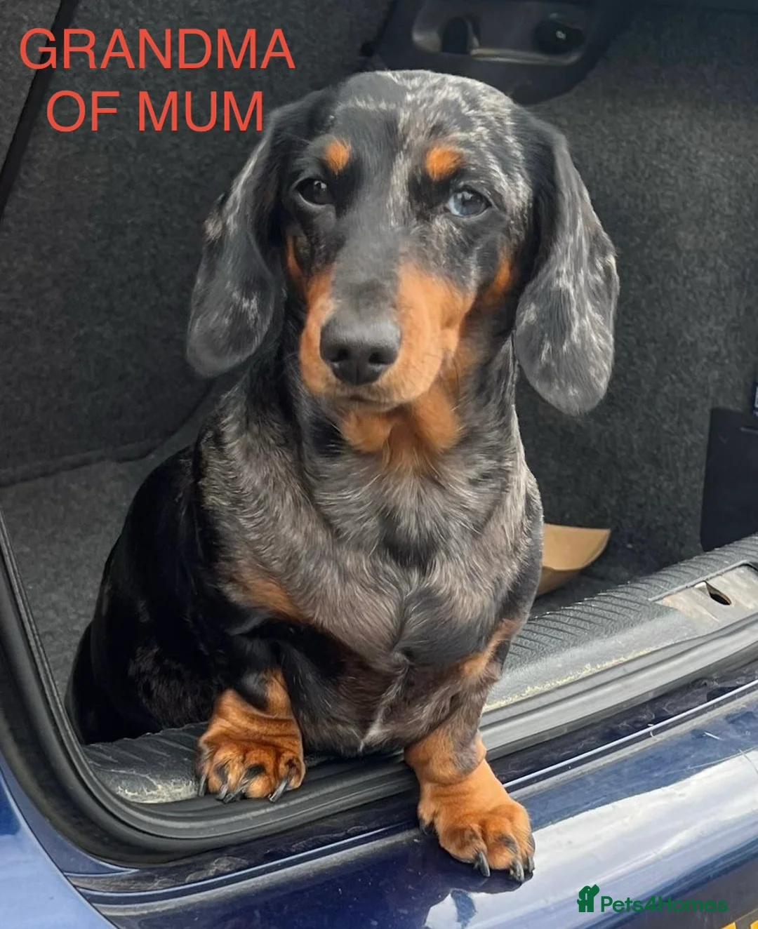 Miniature Dachshund dogs for sale: Pedigree smooth coat miniature dachshund puppies in Sittingbourne - Advert 16