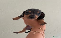 Miniature Dachshund dogs for sale: Miniature dachshunds  - Image 14