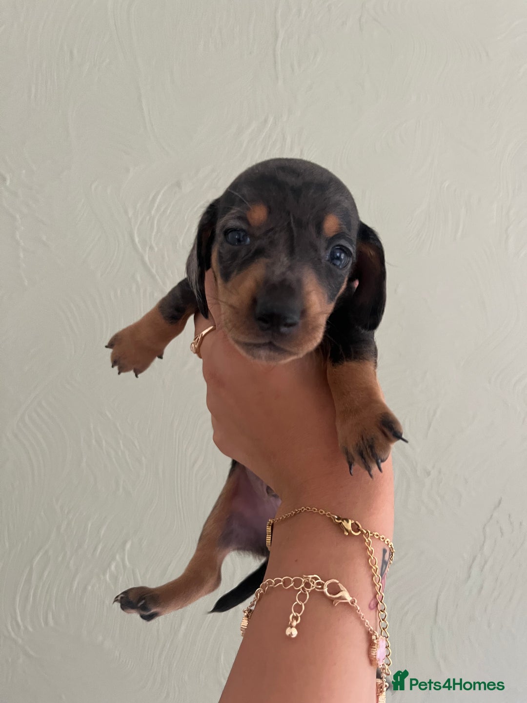 Miniature Dachshund dogs for sale: Miniature dachshunds  - Image 14