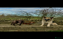 German Shepherd dogs for sale: URGENT home needed for my dogs - Image 25
