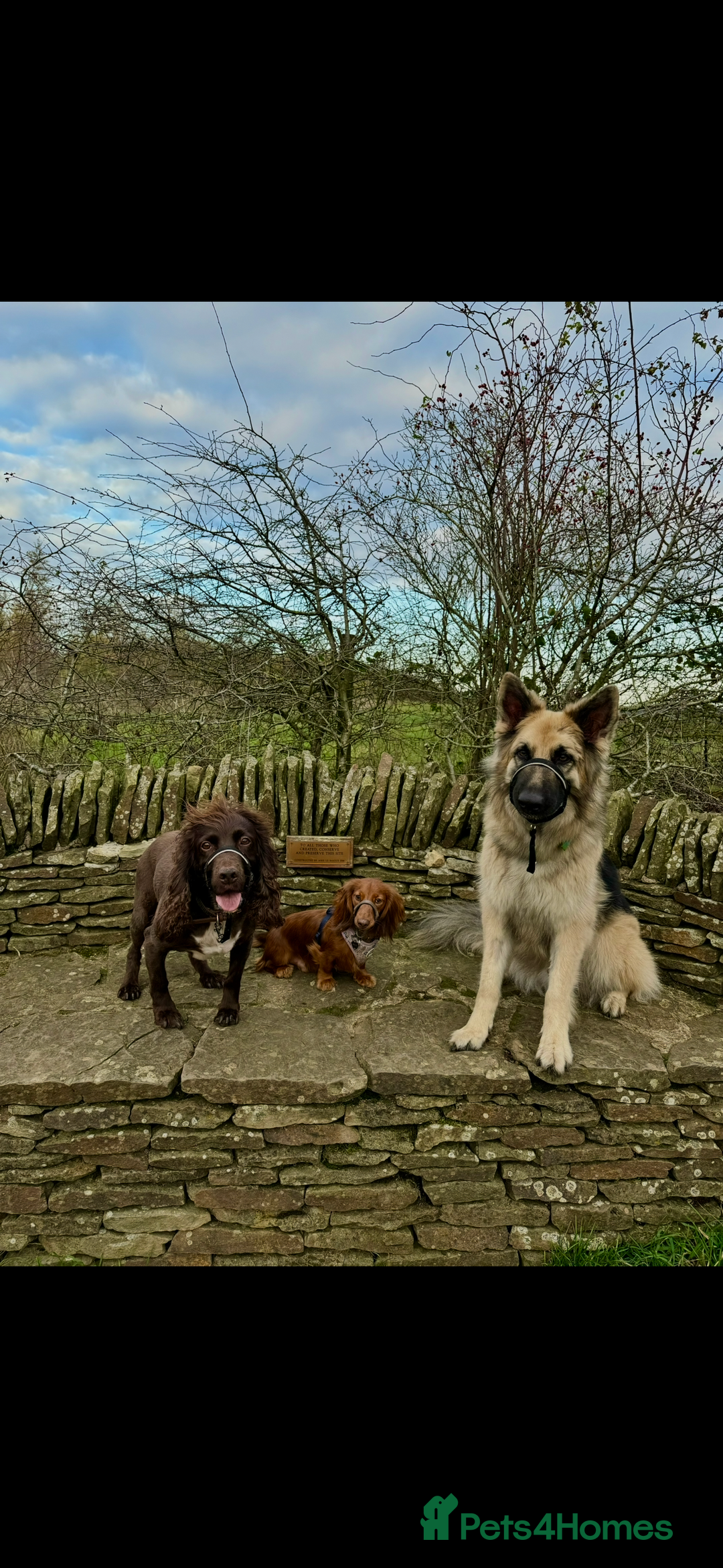 German Shepherd dogs for sale: URGENT home needed for my dogs - Image 25