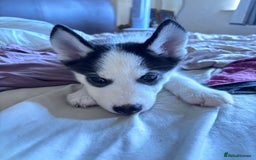 Siberian Husky dogs for sale: Siberian husky female 8wks. Blue green brown eyes  - Image 5