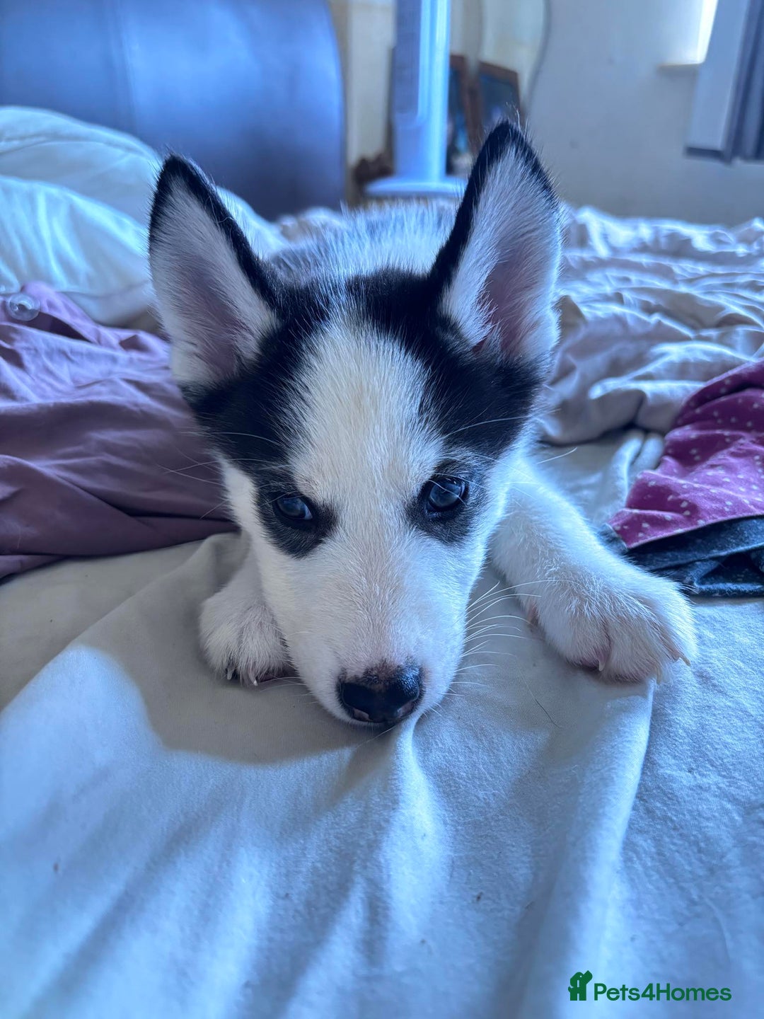 Siberian Husky dogs for sale: Siberian husky female 8wks. Blue green brown eyes  - Image 5