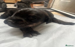 Mixed Breed dogs for sale: Doberman x cane corso  - Image 6