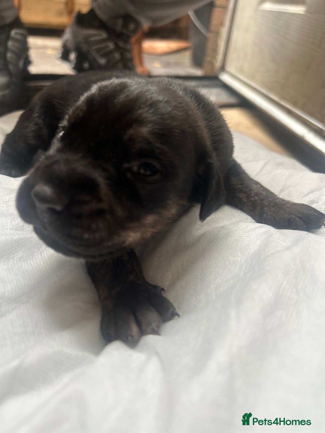 Mixed Breed dogs for sale: Doberman x cane corso  - Image 6