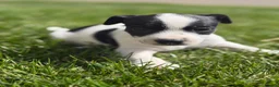 Jack Russell dogs for sale: Gorgeous Jack Russell puppies - Advert 7