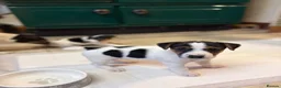Jack Russell dogs for sale: Gorgeous Jack Russell puppies  in Carmarthen - Advert 9