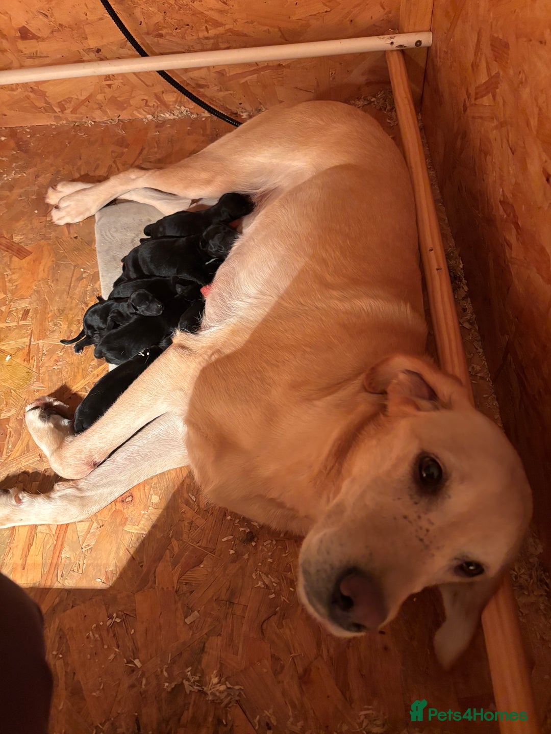 Labrador Retriever dogs for sale: Labrador x GWP - Image 9