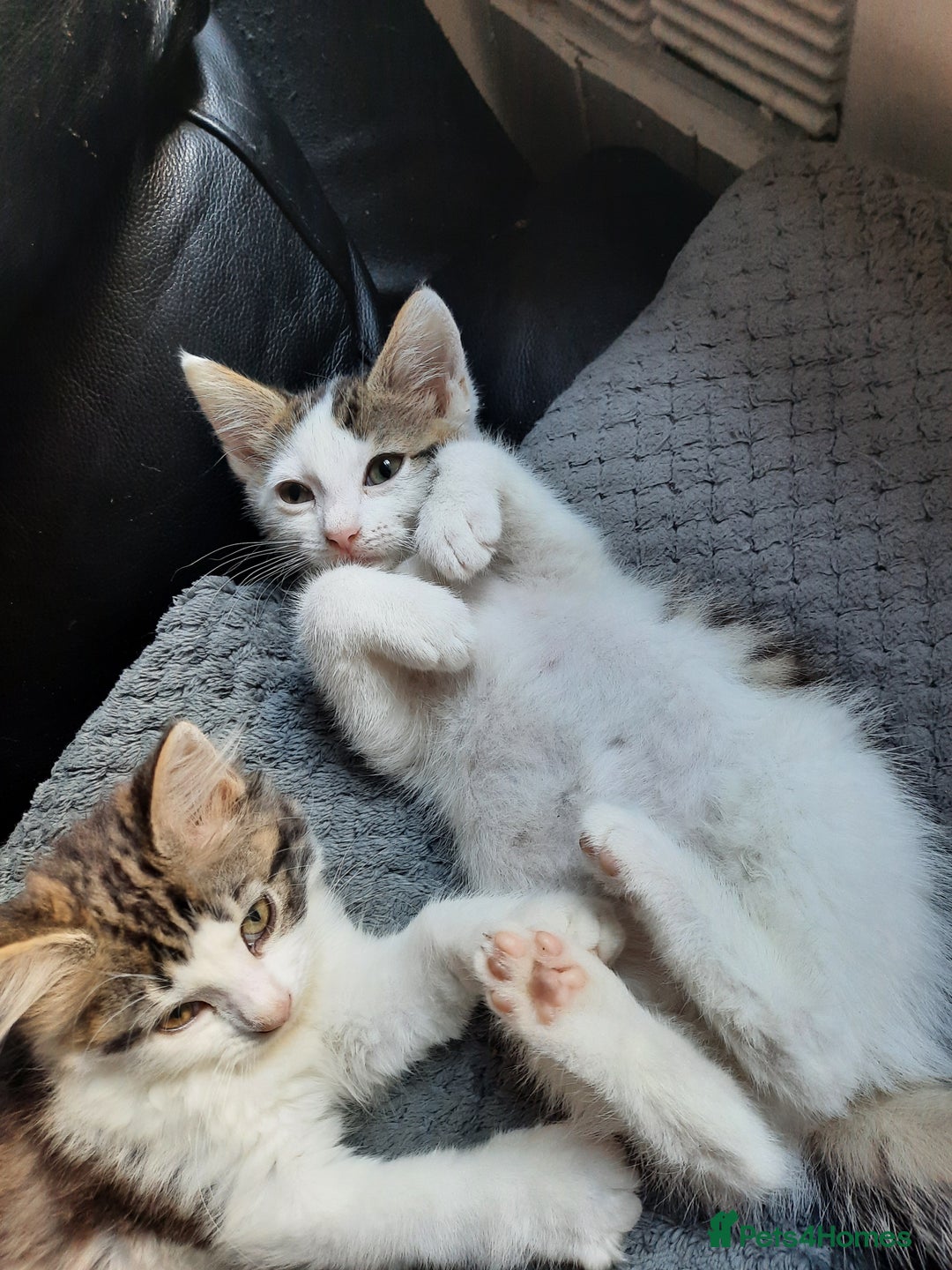 Domestic Shorthair cats for sale: Adorable Kittens Looking for Loving Homes! - Image 2