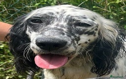 English Setter dogs for adoption: Floss - Image 1