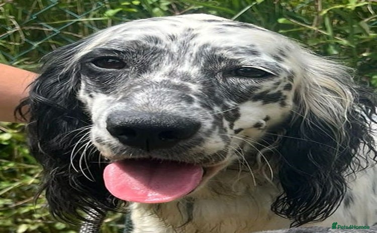 English Setter dogs - Advert 2
