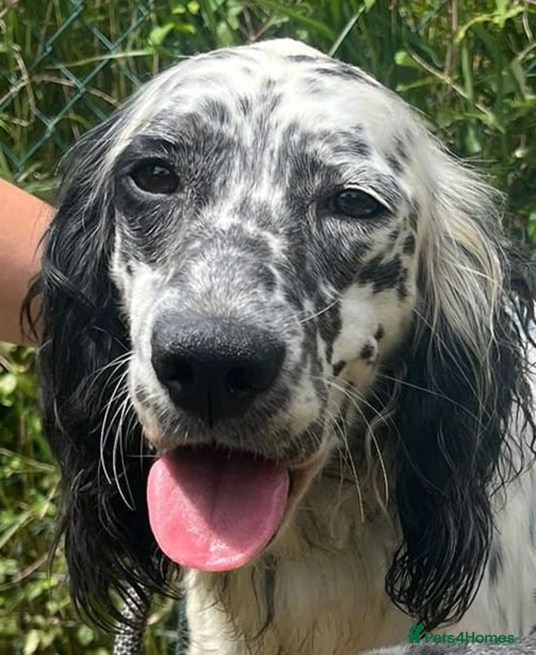 English Setter dogs for adoption: Floss - Image 1