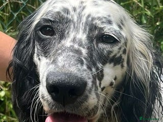 English Setter dogs - Advert 3