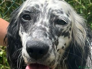 English Setter dogs Floss - Advert 8