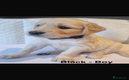 Golden Retriever dogs for sale: Golden Retriever puppies  - Image 7