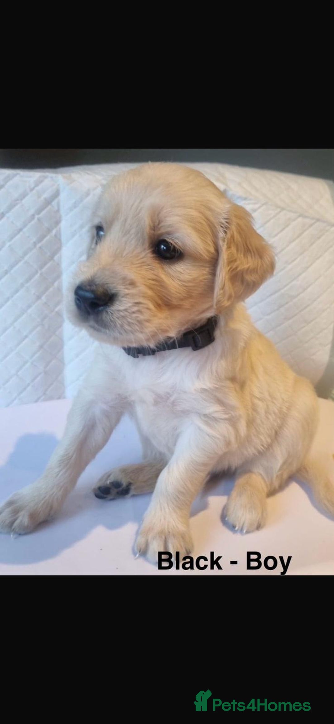 Golden Retriever dogs for sale: Golden Retriever puppies  - Image 7
