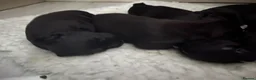 Patterdale Terrier dogs for sale: Stunning spooktacular Patterdale puppies  - Advert 13
