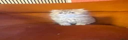 Persian cats for sale: Beautiful PURE Persian Kittens 5 Available  🐾❤️ - Advert 22