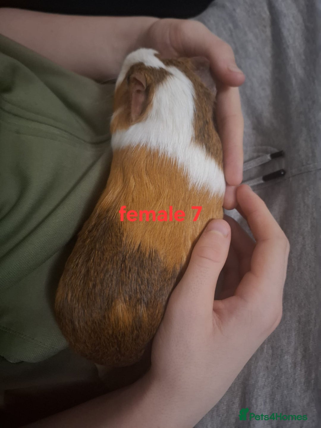 Guinea Pig rodents for sale: 13 guinea pigs mixed breed - Advert 30
