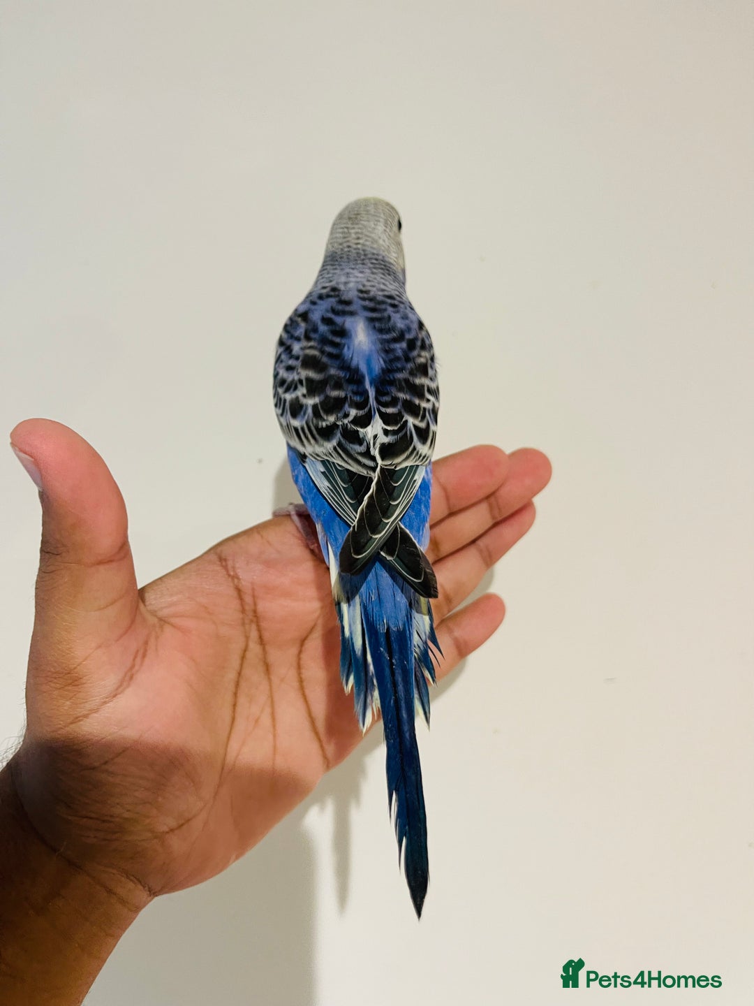 Budgerigars birds for sale: Hand reared budgies for sale  - Image 5
