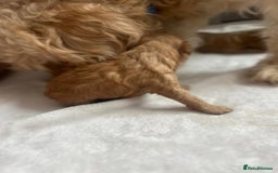 Mixed Breed dogs for sale: 5 Beautiful Cockapoo Girls ready  - Image 9