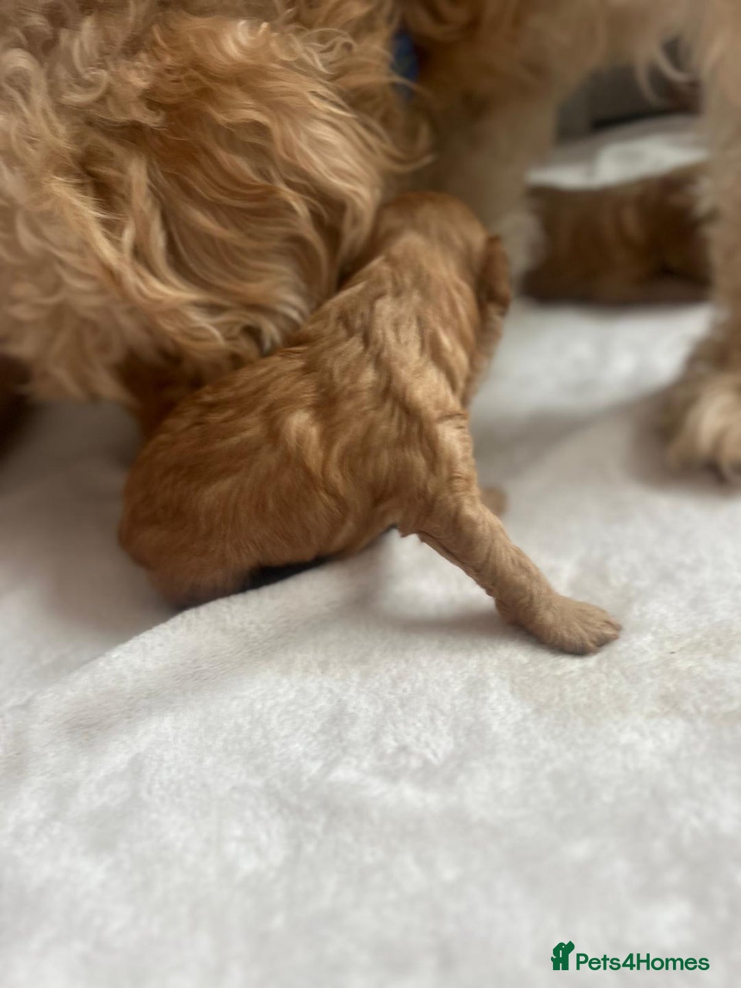 Mixed Breed dogs for sale: 5 Beautiful Cockapoo Girls ready  - Image 9