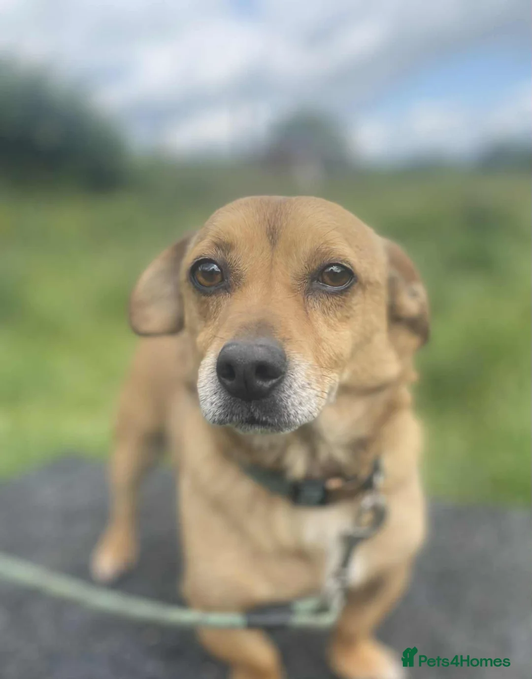 Mixed Breed dogs for adoption: Monty - 6 Years Old, Male, Terrier Mix - Advert 2