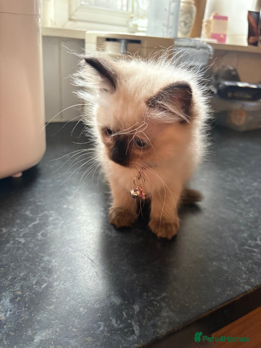 Ragdoll cats for sale: Ragdoll Kittens - Advert 5