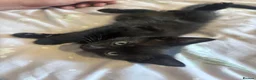 Domestic Shorthair cats for sale: 3 black kittens  - Advert 3