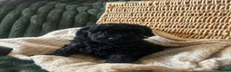Toy Poodle dogs for sale: KC Toy Poodle Puppies, Champion Lines Final Litter - Advert 11