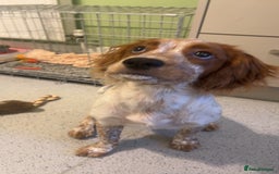 Cocker Spaniel dogs for sale: Beautiful Cocker Spaniel Female Puppy - Image 2
