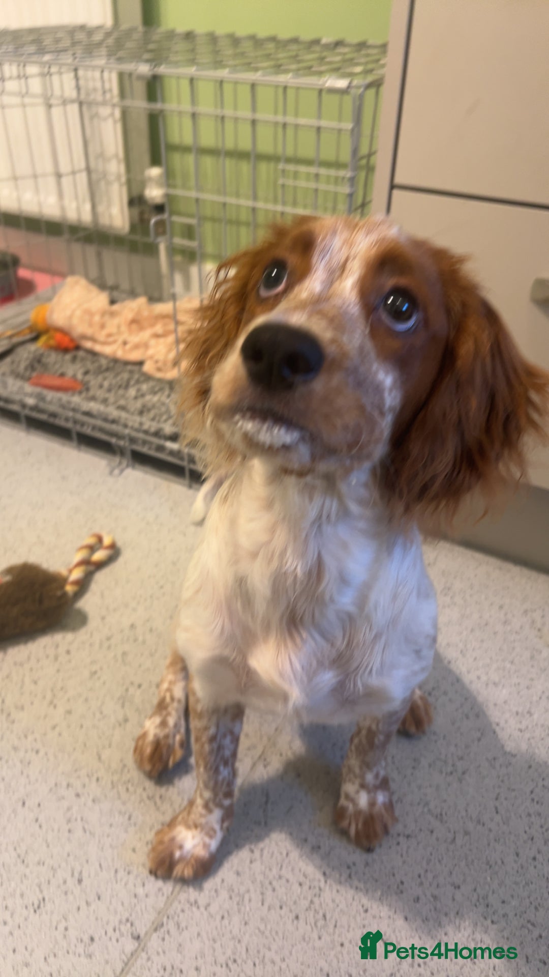 Cocker Spaniel dogs for sale: Beautiful Cocker Spaniel Female Puppy - Image 2