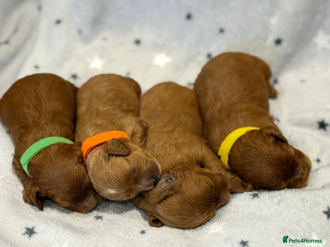 Cavapoo dogs for sale: F1 2 Boys 2 Girls available - Advert 7