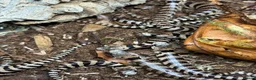 Skink reptiles for sale: Baby pink tongue skinks WOW AMAZING!! - Advert 6