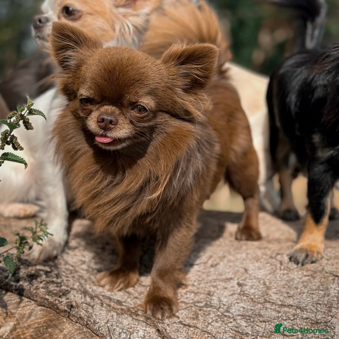 Chihuahua dogs for stud: ❤️ KC REG EXTENSIVELY HEALTH TESTED STUD ❤️ in London - Advert 7