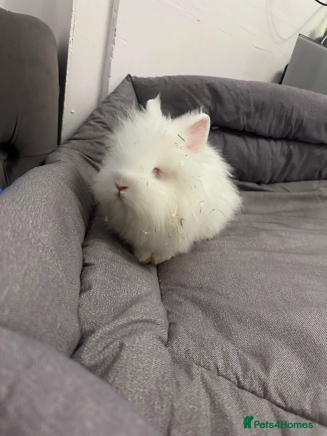 Lionhead rabbits for sale: 2 baby rabbits ready to go  in Heywood - Advert 2