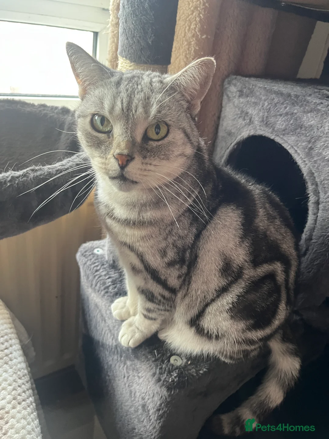 British Shorthair cats for sale: 3 British short hair cats  - Advert 6