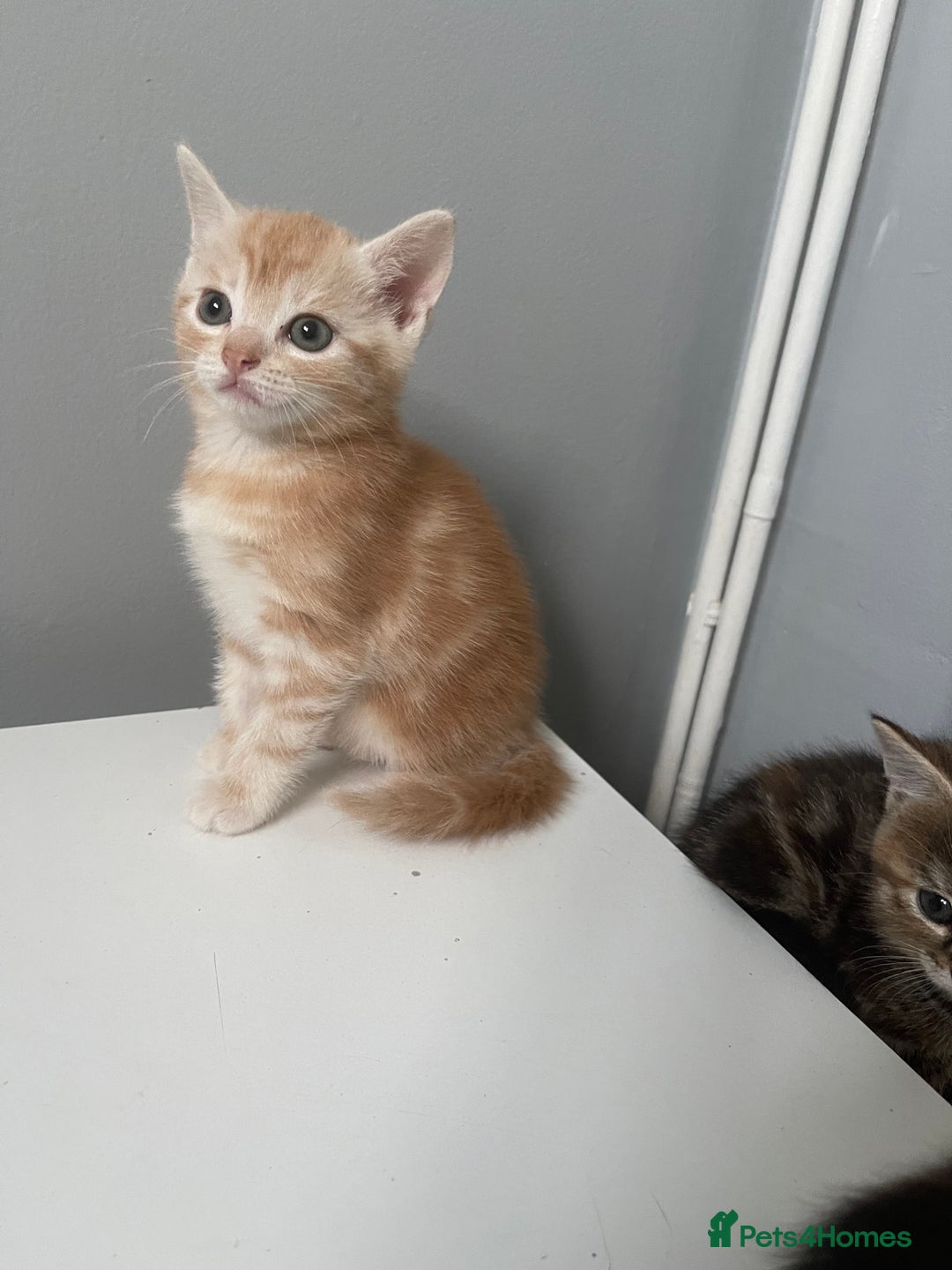 Mixed Breed cats for sale: Beautiful Kittens inc Ginger Girl - Image 7