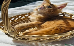 Maine Coon cats for sale: Pure breed main coon boys looking for loving home - Image 5