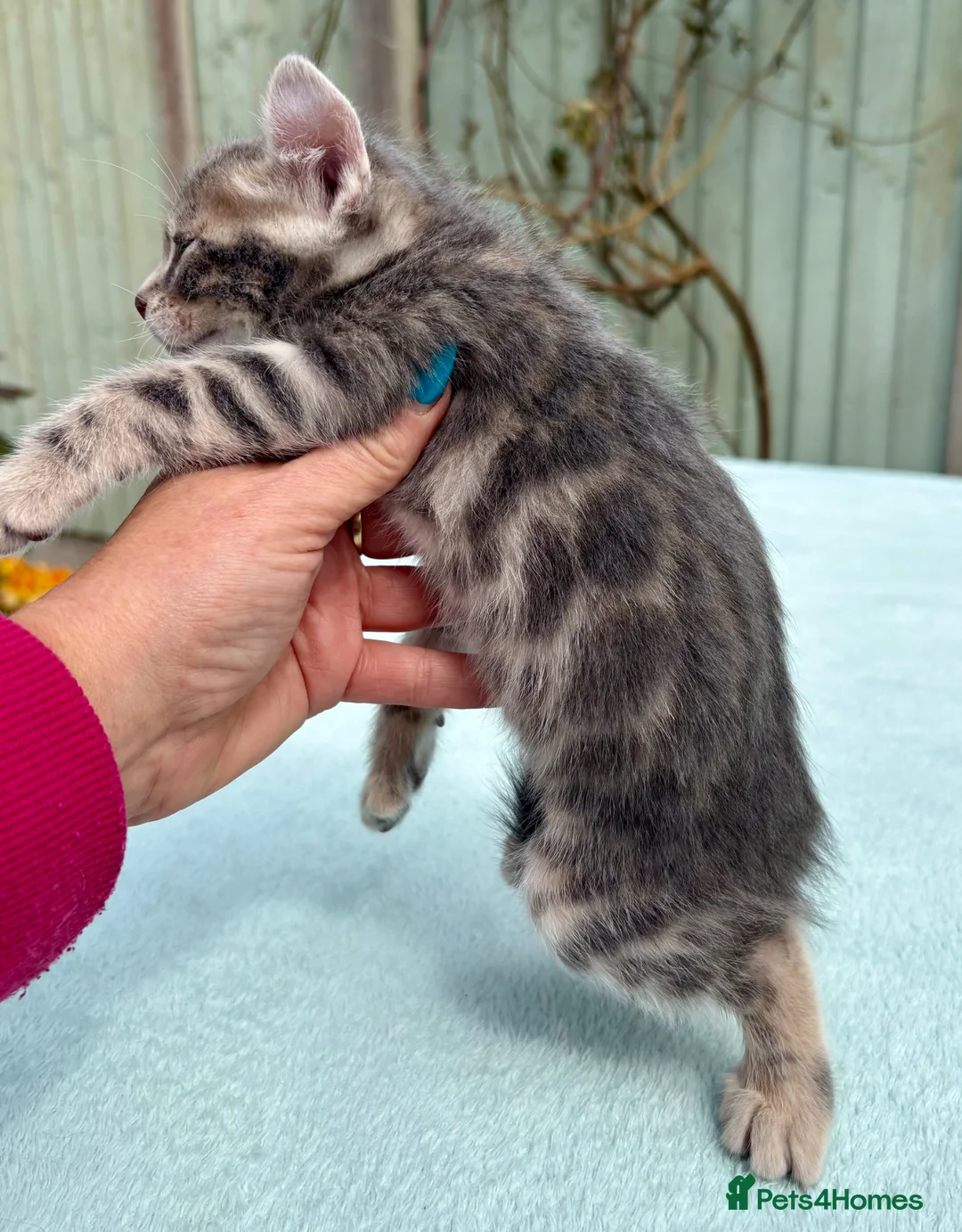 Keetso cats for sale: Superb rare polydactyl curled eared keetsos  - Advert 2